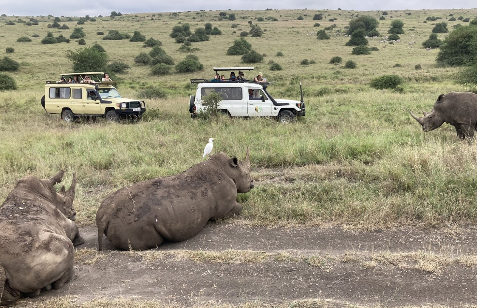 Rhinos | Moving IMPACT